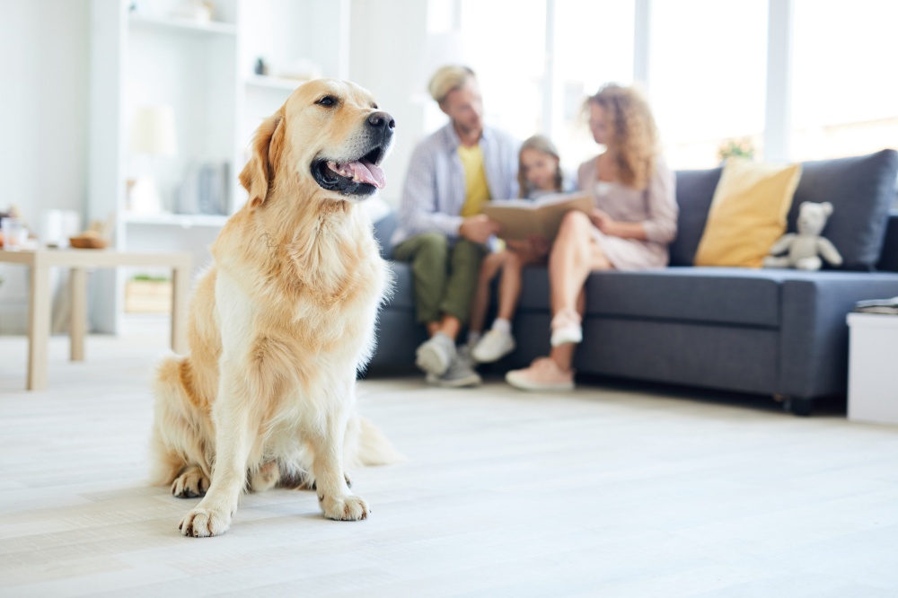 familia perro