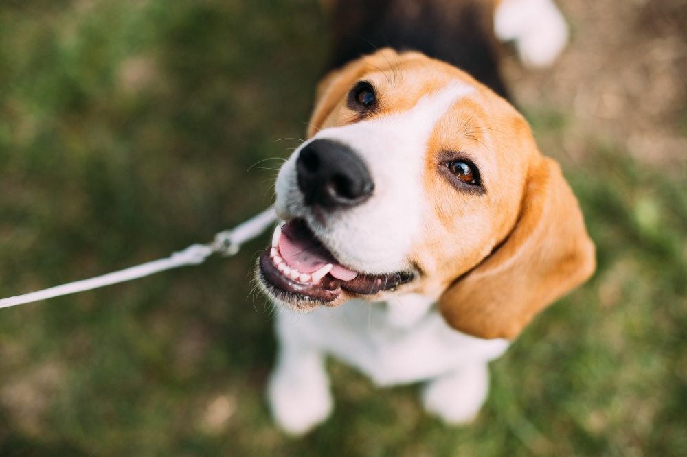 epilepsia perro jardín