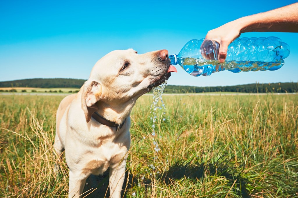 perro en primavera