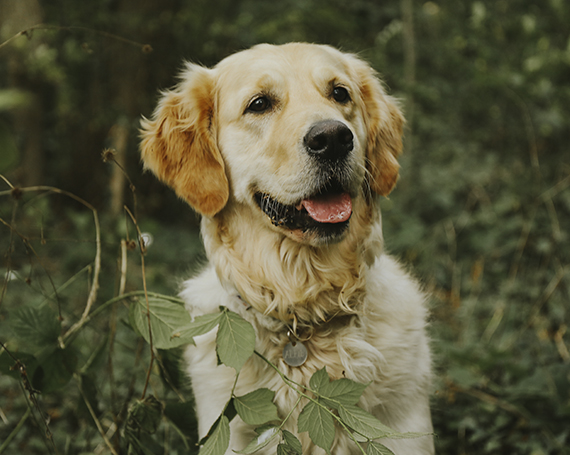 halitosis labrador