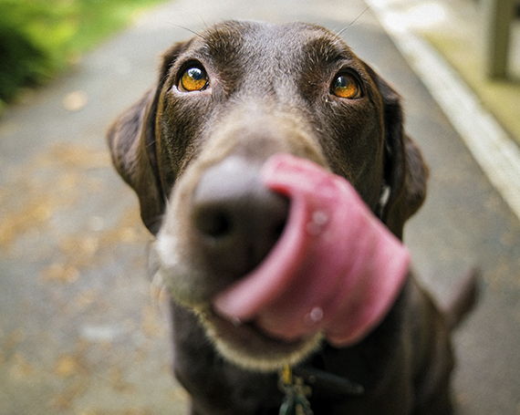 halitosis perro que se relame