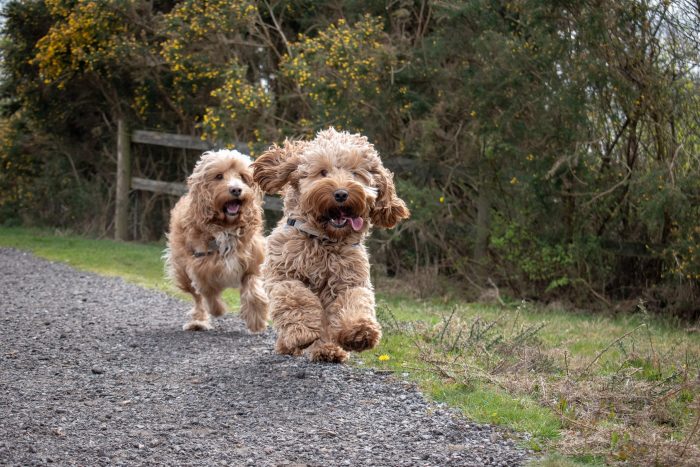 perros corriendo