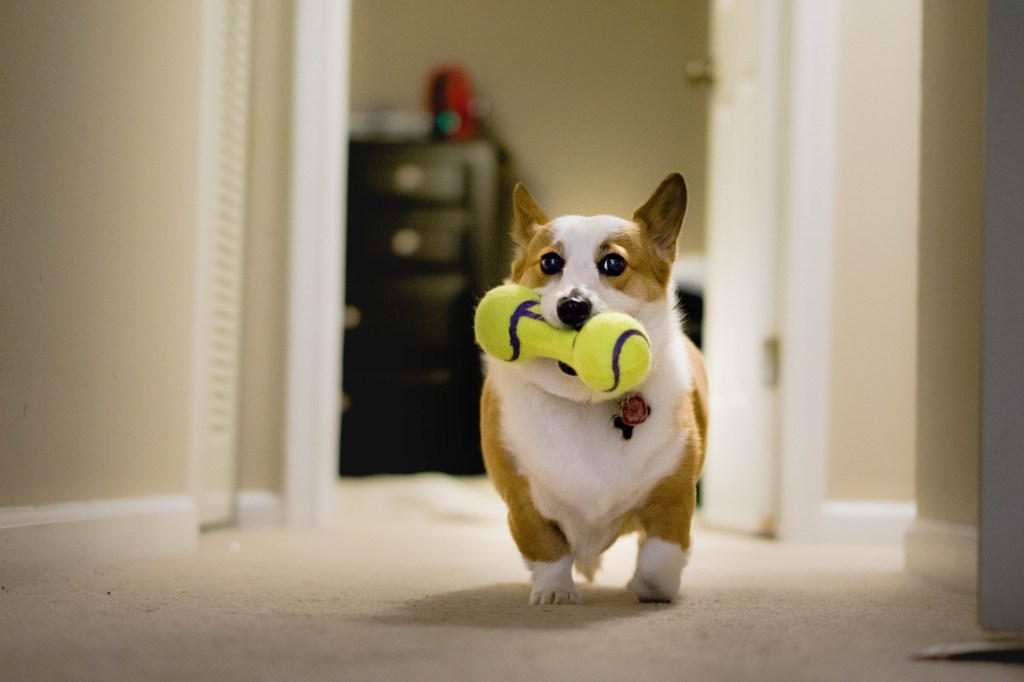 juguetes para corgie