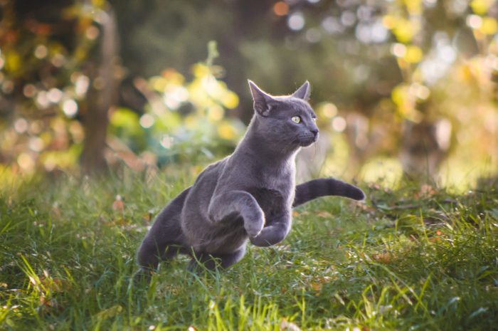 gato corriendo