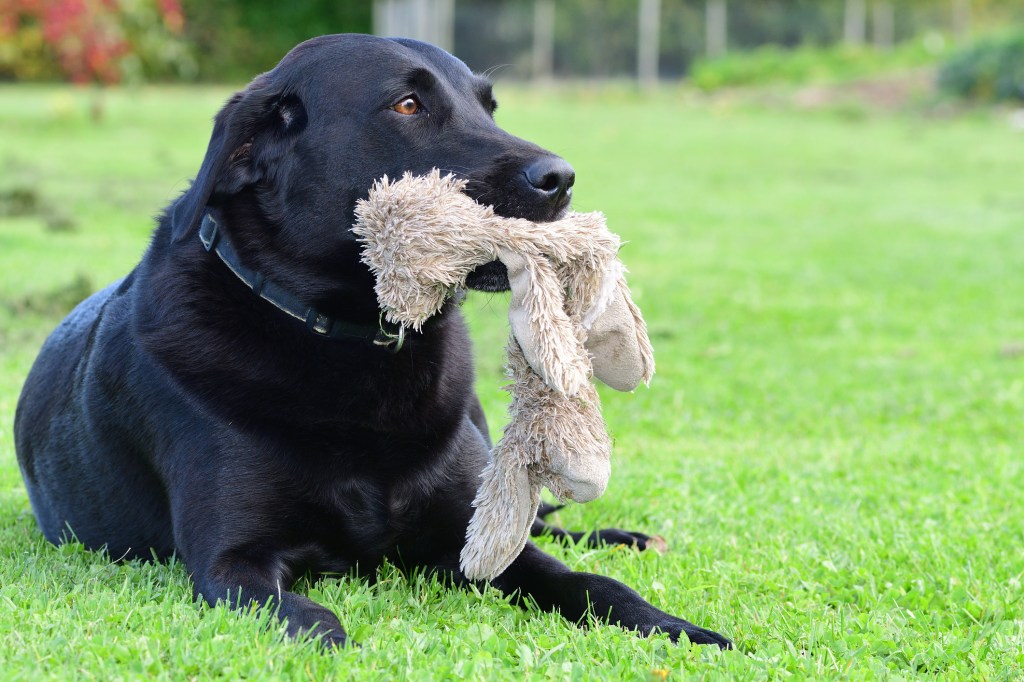 juguetes para perro negro