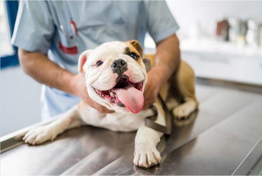 perro en el veterinario