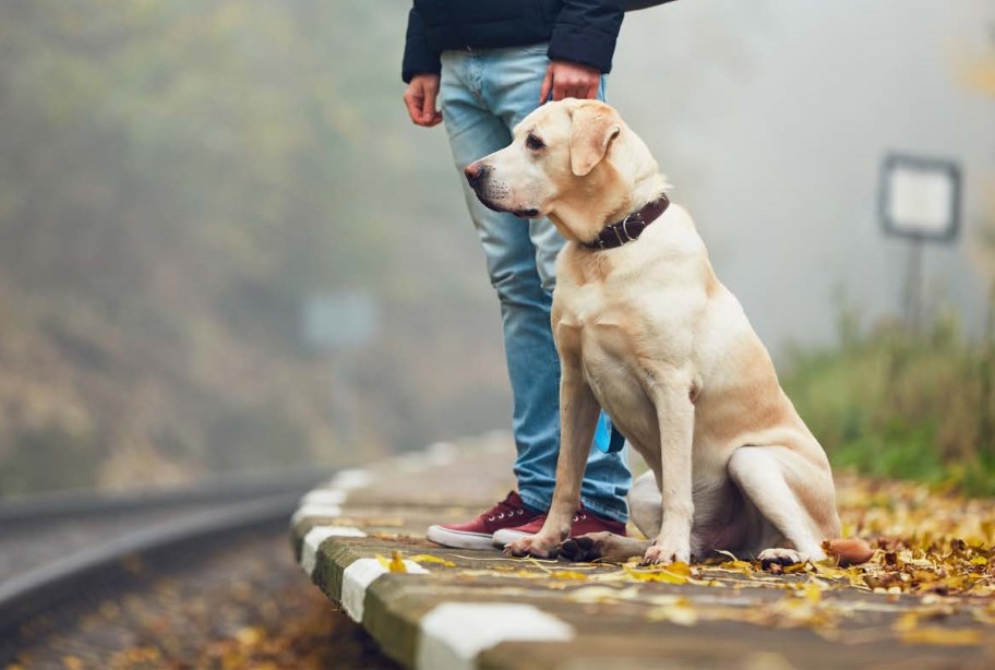 6 elementos imprescindibles para viajar en coche con tu perro