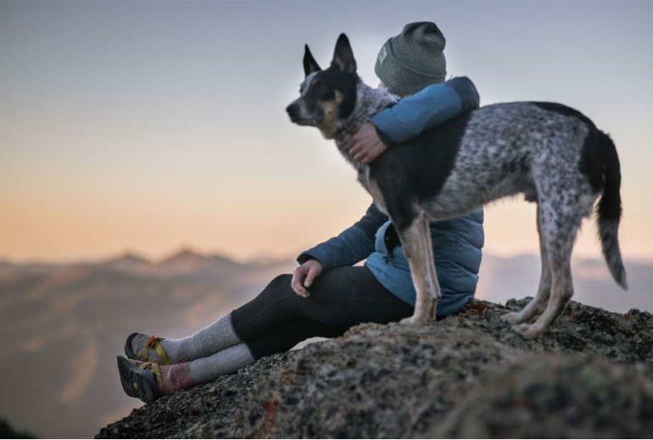 Viajar con tu perro en coche: 5 consejos de seguridad