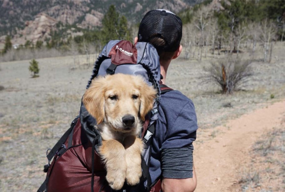 Viajar con tu perro en coche: 5 consejos de seguridad