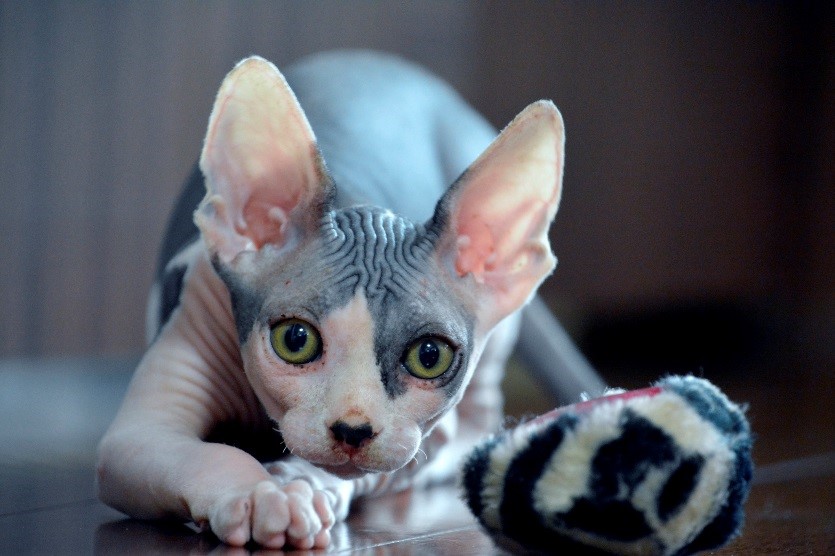 RAZAS DE GATOS: GATO EGIPCIO | MyPet RAZAS DE GATOS: GATO EGIPCIO | MyPet