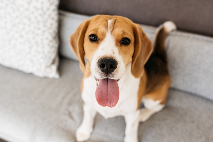 es un beagle harrier una buena mascota