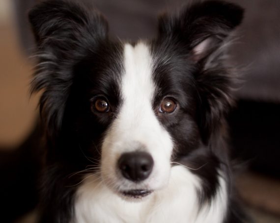 border collies y los niños son buenos con ellos