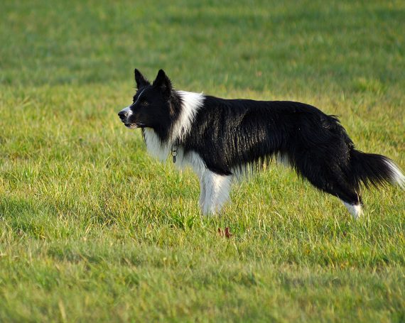 border collies y los niños son buenos con ellos