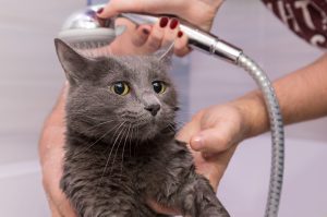 bañar a tu gato