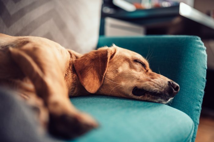 perro descansa en el sofá