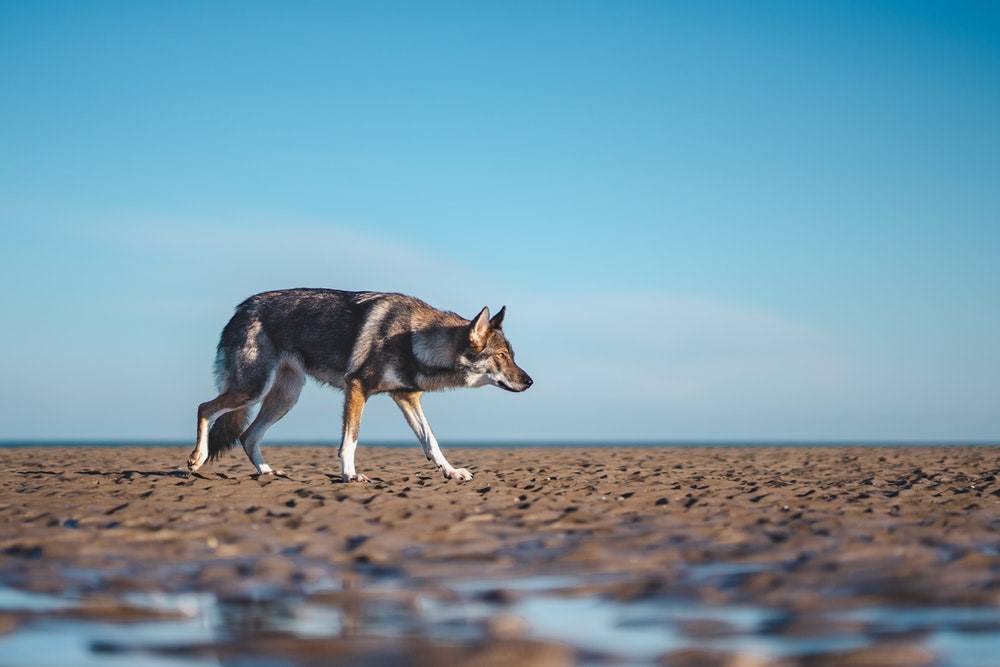 perro en el desierto