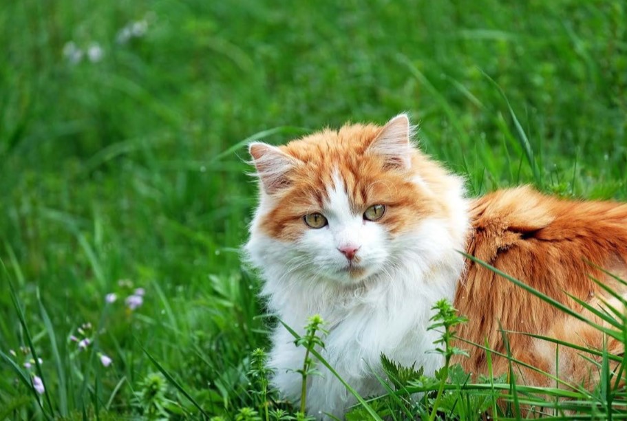 Gatos: Diez curiosidades sobre el comportamiento de los gatos