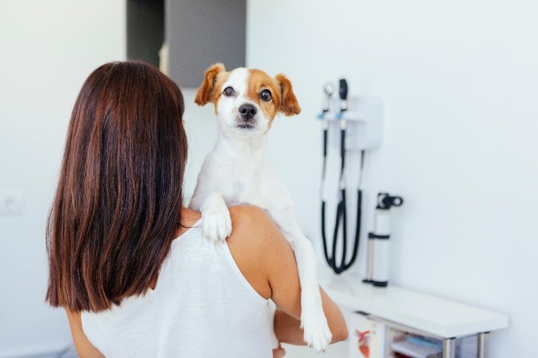 perro va al médico