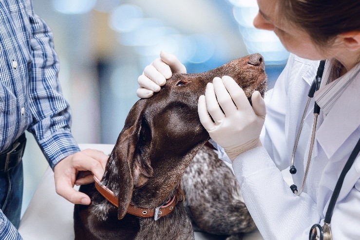 perro en veterinario