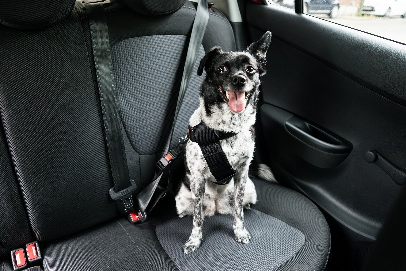 Viajar en coche con un cachorro