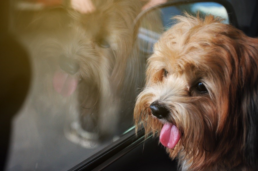 Cómo acostumbrar a tu perro a viajar en coche 