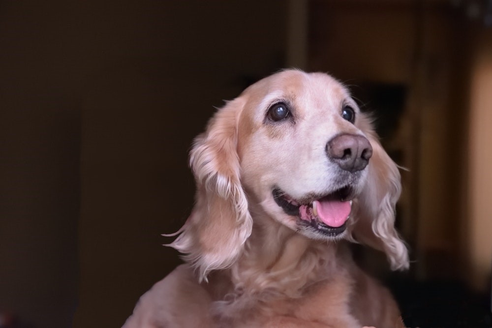 perro feliz