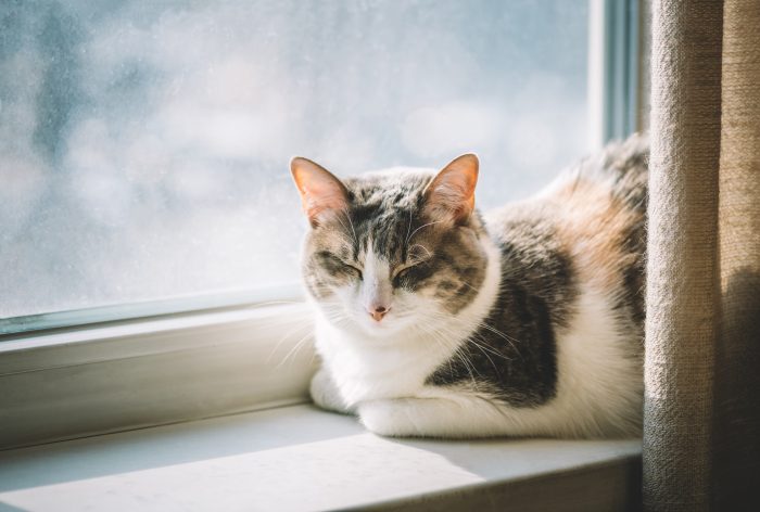 gato dormido al sol