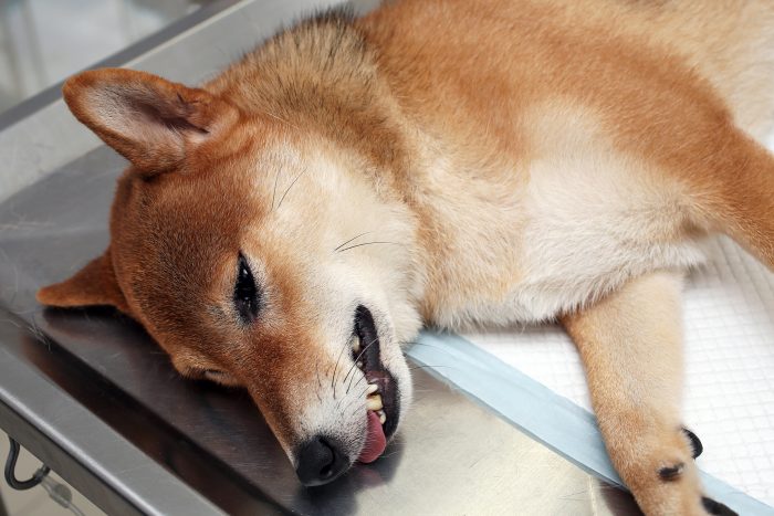 perro en el veterinario