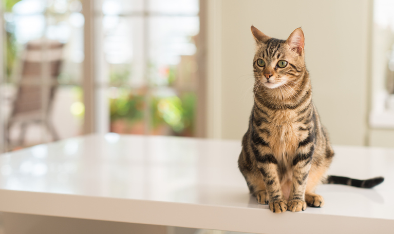 gato en la mesa de la cocina