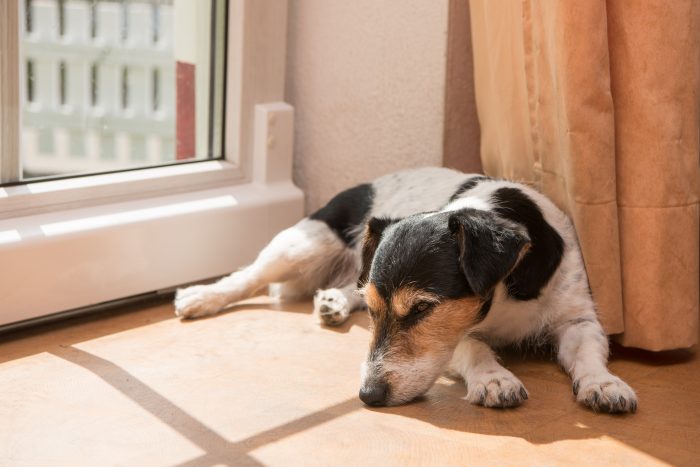 perro en alfombra