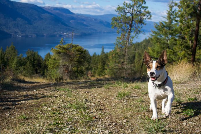 perro en el bosque