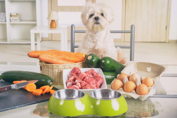 perro con comida