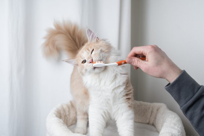 gato se lava los dientes