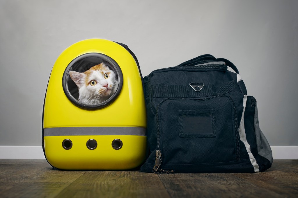 gato en transportín con bolsa de viaje