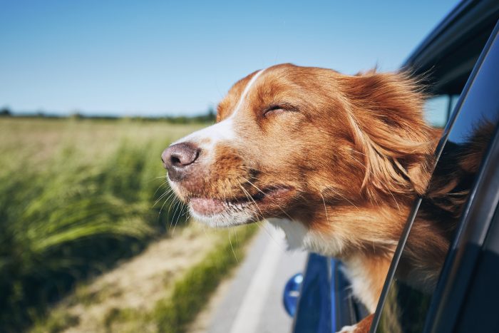 perro asoma la cabeza en el coche