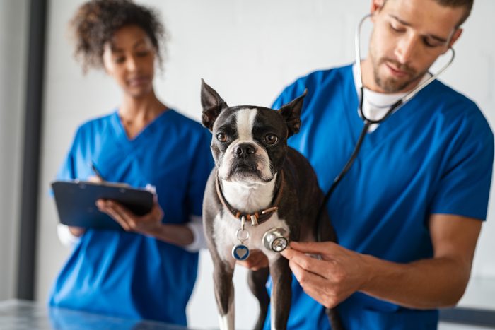 se puede vacunar a un perro contra la rabia antes de tiempo