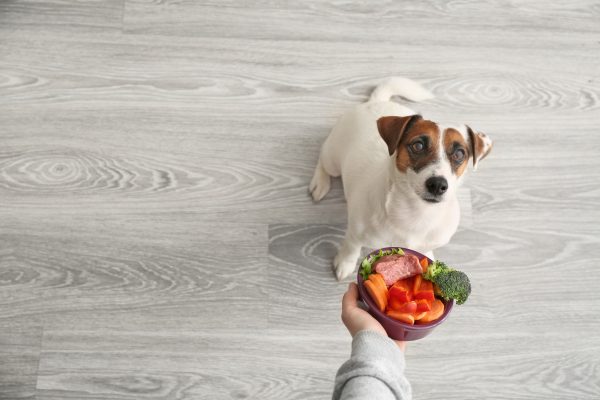 señor da a su perro un bol de ensalada