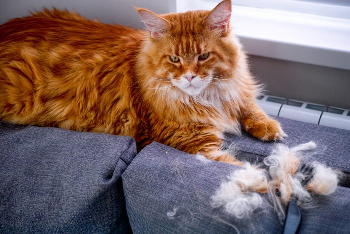 bolas de pelo de gato y gato