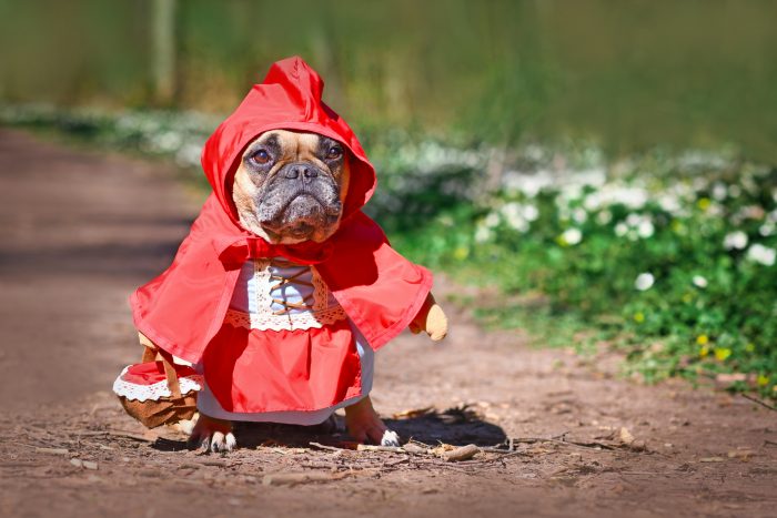 Disfraz de caperucita roja para perrita 