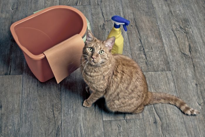 gato con cubo de la limpieza