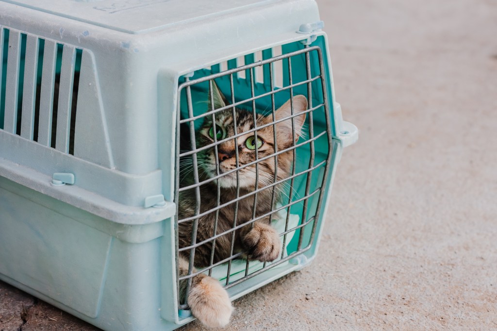 gato en transportín cerrado