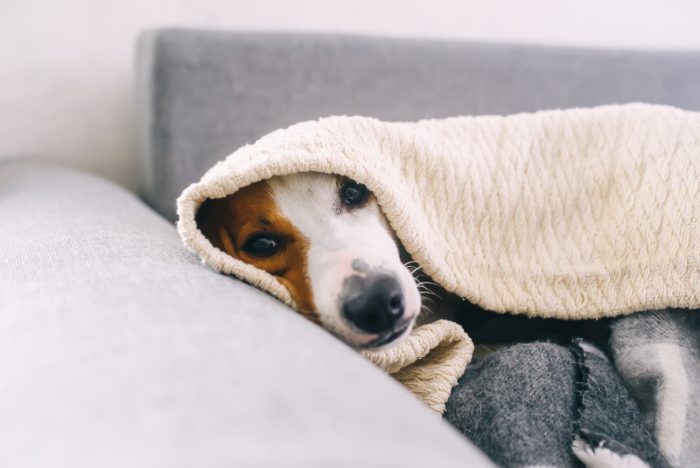 que frio es demasiado frio para los cachorros