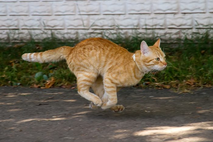 gato de exterior