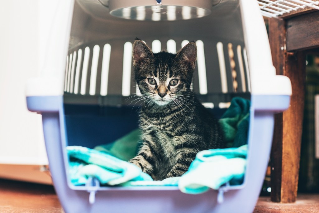 gato en transportín abierto