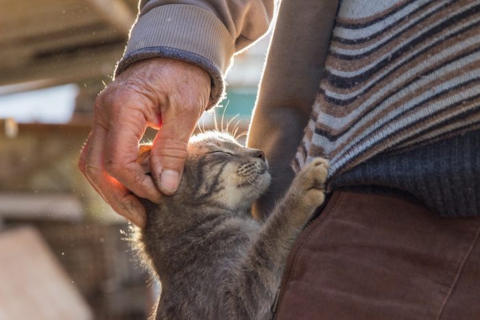 gato acariciado por dueño