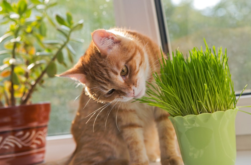 cuidado con la grama que comen los gatos