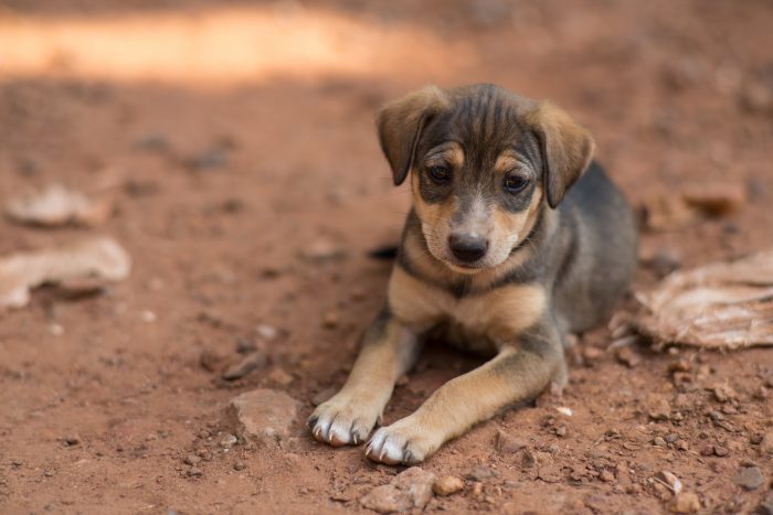 cachorro bebé descansa en el suelo