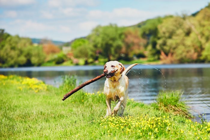 perro con palo en un lago