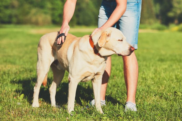 perro de paseo en la hierba