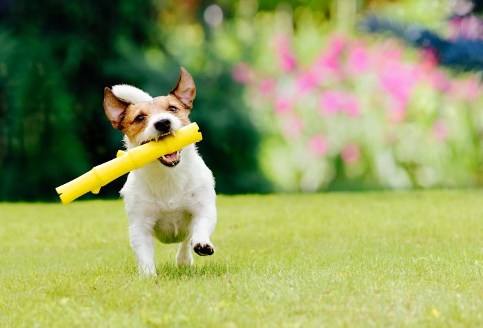 Juguetes para perros online de caza